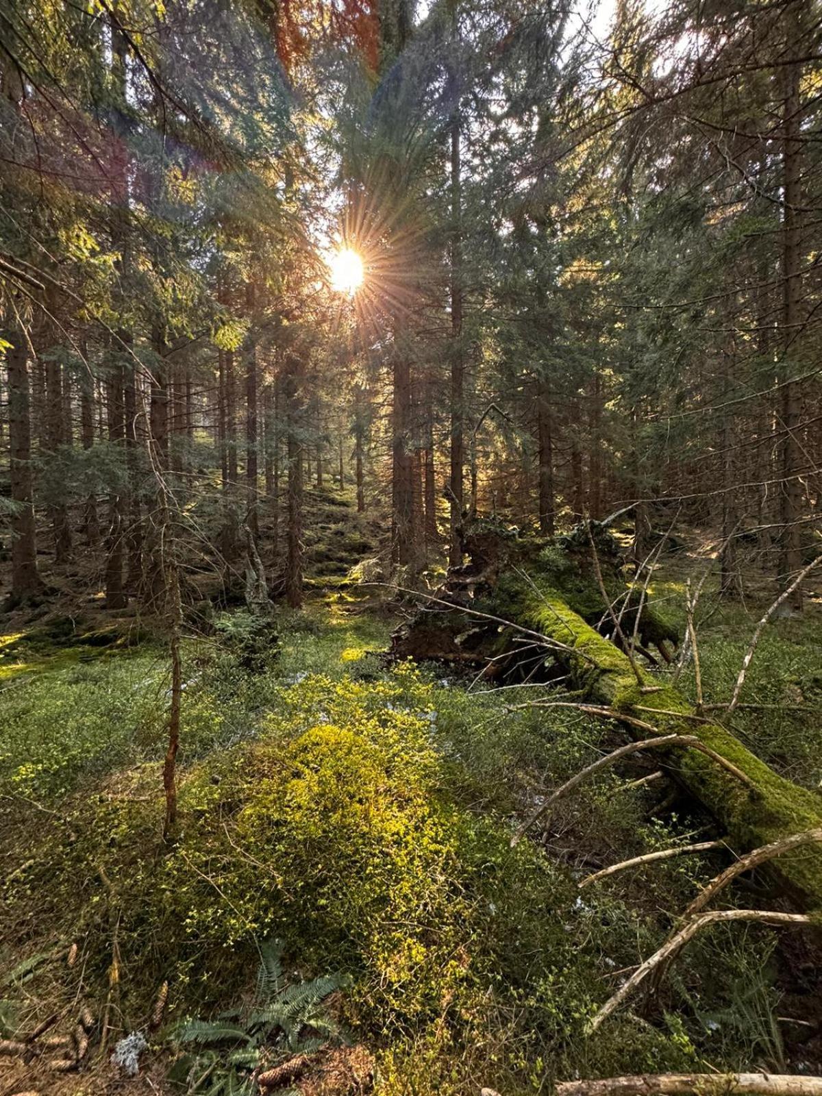 Chata Pod Studnicnou Pec pod Snezkou Exteriör bild